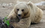 Arménie : à la rescousse des ours maltraités
