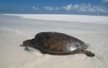Exposition Mada-Nova à l'observatoire des tortues marines (Photo : Kelonia)
