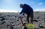 Hreinn Oskarsson, armé d'un "potti-putki", met en terre des pins et des épicéas dans un champ de lave en Islande, le 21 mai 2019