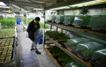 L'intérieur du dispensaire de marijuana California Compassionate Care Network (CCCN) à Los Angeles, en Californie, photographié le 24 janvier 2019 