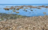 Des plantes marines, du genre Posidonia, sur une plage de Monastir, en Tunisie, le 21 mars 2022