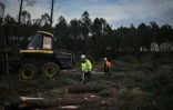 Des opérateurs forestiers au milieu pins coupés dans une zone déboisée lors d'opérations contre le nématode du pin, près de Seignosse, le 13 janvier 2026 dans les Landes