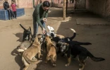 Ahmed al-Chorbagi, responsable de l'association "Le Refuge de l'espoir", nourrit des chiens errants à Abusir, le 12 décembre 2018