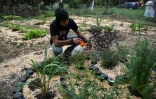 Alex Torres surveille les plantes de son potager Ă Antigua, le 27 mai 2020 au Guatemala