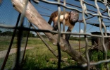 Un singe dans une clinique vétérinaire près de Rome qui accueille des animaux victime de trafics lucratifs, le 6 juin 2016