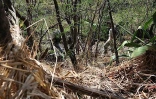 Site de reconstitution de la forêt semi-sèche de La Grande Chaloupe (Photo Archives Imaz Press Réunion)