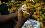 Une plantation de cacao en octobre 2020 près de Guiglo, en Côte d'Ivoire