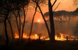 Incendie près de Gonfaron, dans le Var, le 17 août 2021