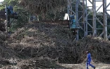 Canne à sucre campagne 2010