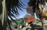 Canne à sucre campagne 2010