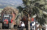 Canne à sucre campagne 2010