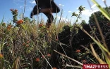 Les espèces végétales envahissantes de la Grande Chaloupe (Photo Archives)