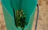 Une jeune pousse d'arbre protégée par une coque en plastique dans le cadre de la reforestation du jardin botanique de Viña del Mar, au Chili, le 18 décembre 2024