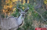 Parc Kruger (Afrique du Sud)