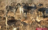 Parc Kruger (Afrique du Sud)