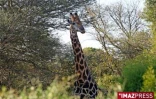 Parc Kruger (Afrique du Sud)