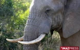 Parc Kruger (Afrique du Sud)