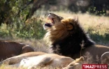 Parc Kruger (Afrique du Sud)