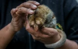 Paulina et Freddy, couple de fourmiliers nains, dans les mains de la personne chargée de les soigner, le 26 octobre 2016 au zoo de Huachipa, à Lima