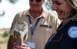Une femme membre de la Force des Nations unies chargée du maintien de la paix à Chypre (UNFICYP) tient une chouette effraie adulte femelle dans la zone tampon qui sépare l'île, le 11 mai 2023