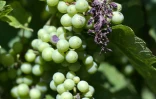 Des grappes de raisin Auxerrois utilisé pour la fabrication du crémant d'Alsace