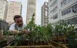 Les détritus du restaurant Le Bilboquet alimentent son propore potager, à l'instar d'une vingtaine d'autres établissements de Sao Paulo