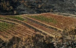 Vue aérienne des dégâts causés par les récents incendies dans les vignobles de la coopérative viticole de Correns, dans le Var, le 17 août 2026