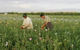 Des fermiers afghans récoltent le  pavot dans un champ le 29 avril 2016 à Naqil