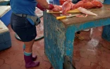 Une otarie guette les déchets des poissons que Maria Sabando prépare dans le port de l'île de Santa Cruz, le 16 avril 2021 aux Galapagos