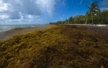 Des sargasses sur la plage du Gosier, en Guadeloupe, le 23 avril 2018