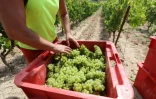 un homme récolte du petit raisin de muscat lors de vendanges précoces au vignoble de Champ des Soeurs à Fitou le 28 juillet 2020