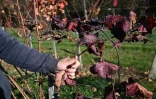 Le viticulteur hongrois Viktor Keszler montre sa vigne touchée par
l'épidémie de flavescence dorée qui menace la quasi-totalité des vignobles du pays, le 6 novembre 2025 à Zalaszentgrot, à environ 200 km à l'ouest de Budapest