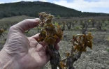 Des bourgeons de vigne endommagés par le gel à Estagel, près de Perpignan, sud de la France, le 13 avril 2021