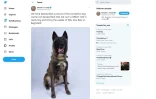 Capture d'écran du compte Twitter de Donald Trump et de son message relayant une photo du chien héros de l'assaut contre le chef de l'EI