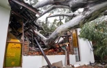 Une maison endommagée par la chute d'un arbre dans la banlieue d'Elanora lors du passage du cyclone Alfred près de la Gold Coast, le 8 mars 2025 en Australie
