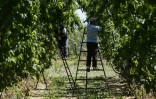 Des employés albanais cueillent des pêches dans un ferme de Panagiotis Gountis, près de Véria, le 8 mai 2020 en Grèce