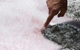 Biagio di Maio, chercheur au Centre de recherche national, montre la neige rose au sommet du glacier Presena, près de Pellizzano, dans les Alpes italiennes le 4 juillet 2020.