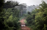 Dans la forĂȘt tropicale du nord du Liberia, Gbarpolu county, le 15 novembre 2021
