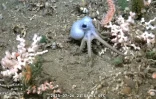 Capture d'écran d'une vidéo publiée par l'Institut océanographique Schmidt et enregistrée par le ROV SuBastian, dans laquelle on peut voir un poulpe à 1.114 mètres de profondeur dans le canyon de Mar del Plata, dans la mer Argentine