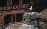 Une cigogne et ses cigogneaux dans leur nid, le 4 juin 2021 à Newiller-lès-Saverne, dans le Bas-Rhin