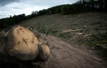 Arbres abattus dans le Morvan, près de Dun-Les-Places, le 3 septembre 2021