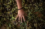 Processus de sélection du raisin à la coopérative viticole Ayllu qui produit du vin dans la localité de Toconao, en plein désert d'Atacama au Chili, le 17 mai 2022