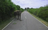 Un éléphant traverse une route, le 12 juillet 2020, près d'une zone de protection de la nature à Kataragama (Sri Lanka)