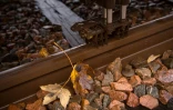 Des feuilles mortes sur la ligne de train entre Saint-Pierre-des-corps et Vierzon, le 18 novembre 2016