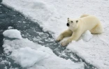 Un ours blanc dans la baie d'Essen, au large de l'île de la Terre George, le 22 août 2021