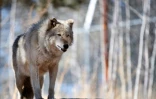 Un loup au Colorado Wolf and Wildlife Center, le 28 mars 2023 à Divide