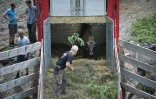 Un bison d'Europe est libéré d'un camion dans la zone de réintroduction de Magura Zimbrilor, à 20 km du village d'Armenis, en Roumanie, le 12 juin 2015