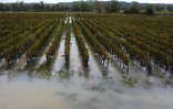 Des vignes inondées après le passage de la tempête Ciaran à Portets, en Gironde, le 3 novembre 20232