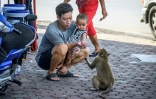Un homme et son fils donnent une friandise à un macaque à Lopburi, le 20 juin 2020 en Thaïlande