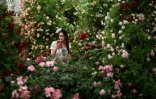 Une visiteuse au milieu des roses au Chelsea Flower Show à Londres le 18 mai 2026